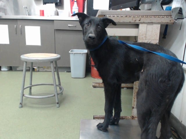 Photo of Senior Labrador Retriever mix, adoptable Labrador Retriever mix in Devore, California