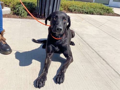 Photo of Lucas, adoptable Labrador Retriever in Orange, California