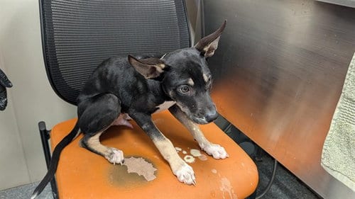 Photo of Chomp, adoptable Siberian Husky in Garland, Texas