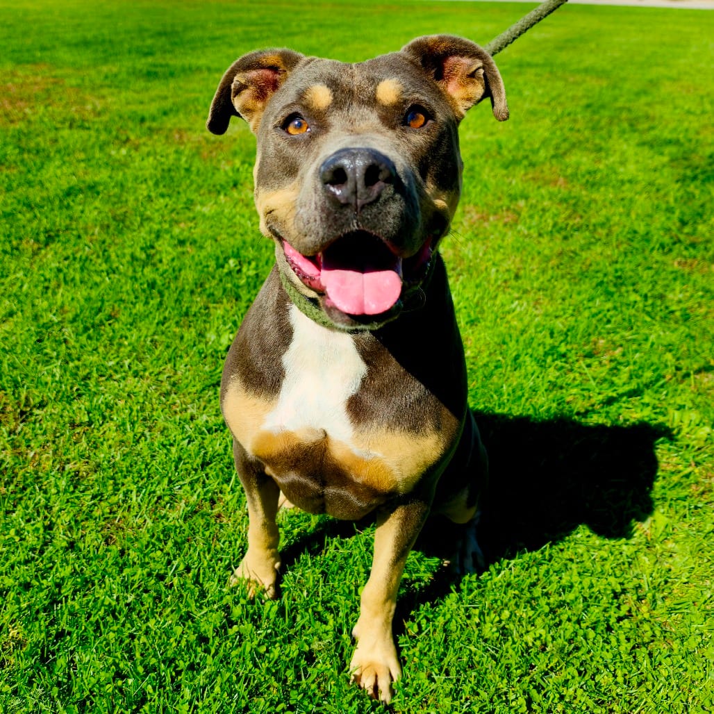 Photo of California, adoptable Terrier, Pit Bull in Tipton, Iowa