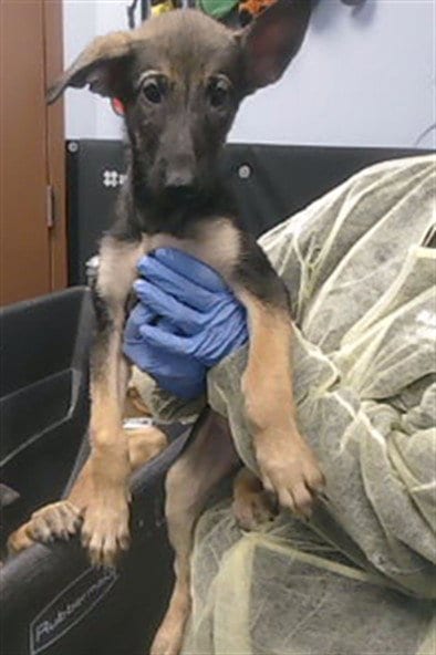 Photo of Vel, adoptable Belgian Shepherd Malinois in Phoenix, Arizona