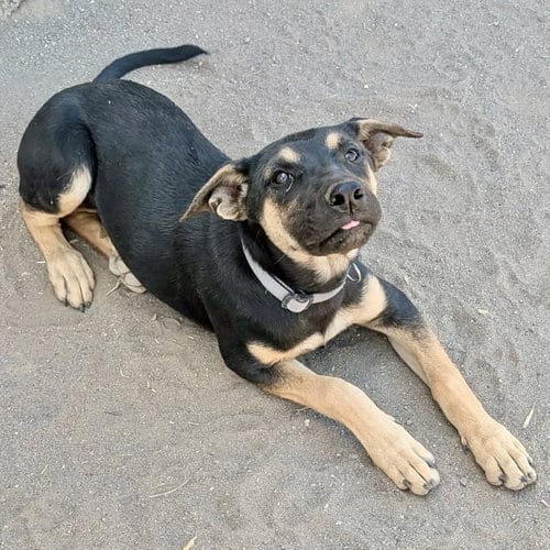 Photo of Thumper, adoptable Shepherd in Yreka, California