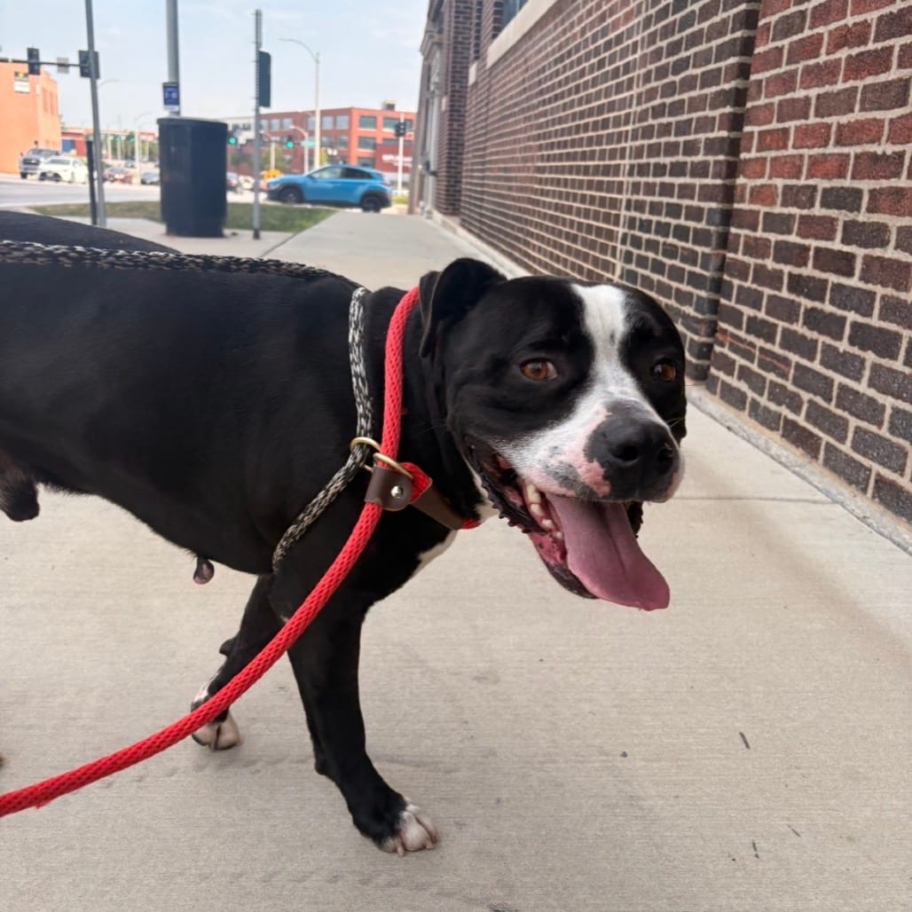 Photo of Signal, adoptable Mixed Breed (Large) in St. Louis, Missouri