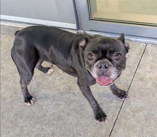 Photo of Gertrude, adoptable French Bulldog in San Martin, California
