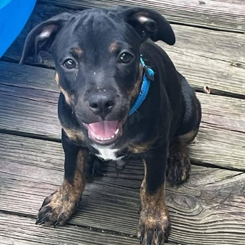 Photo of Rover, adoptable Labrador Retriever in Mobile, Alabama