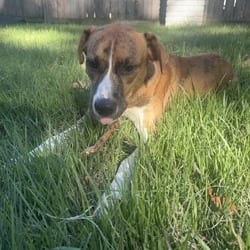 Photo of Toast, adoptable Labrador Retriever Boxer in Winchester, Virginia