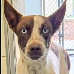 Photo of Lola, adoptable Mixed Breed (Medium) in Frederick, Maryland