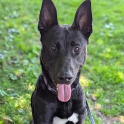 Photo of Frisbee, adoptable German Shepherd Dog in Syracuse, New York