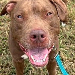 Photo of Fiddler, adoptable American Pit Bull Terrier in East Ridge, Tennessee