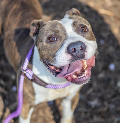 Photo of Twix, adoptable dog in Chamblee, Georgia
