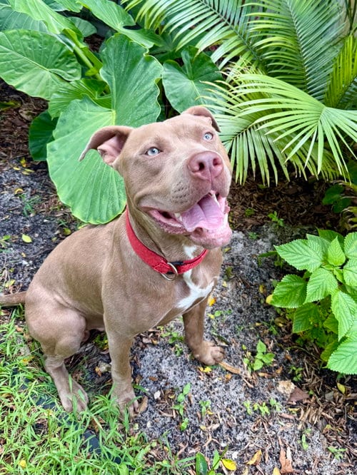 Photo of Scooby, adoptable American Pit Bull Terrier in Miami, Florida
