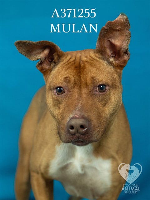 Photo of Mulan, adoptable Pit Bull Terrier in Stockton, California