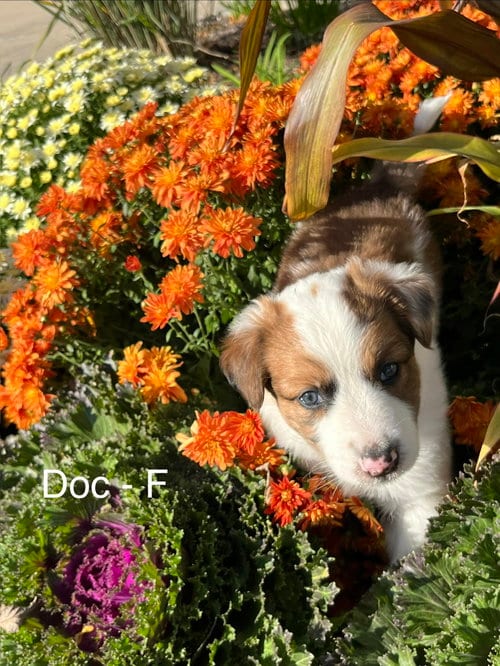 Photo of Doc, adoptable Australian Shepherd in Hillside, Illinois