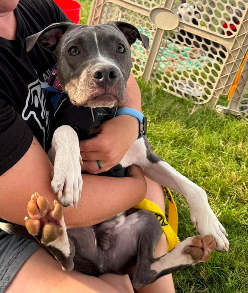 Photo of Hei Hei, adoptable American Pit Bull Terrier in Germantown, Ohio
