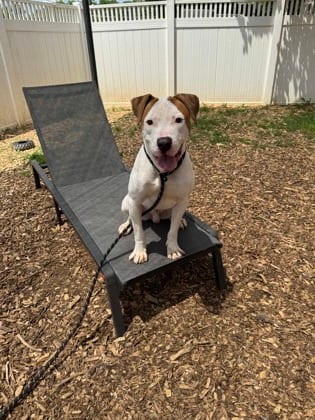 Photo of Marlo, adoptable dog in Chamblee, Georgia