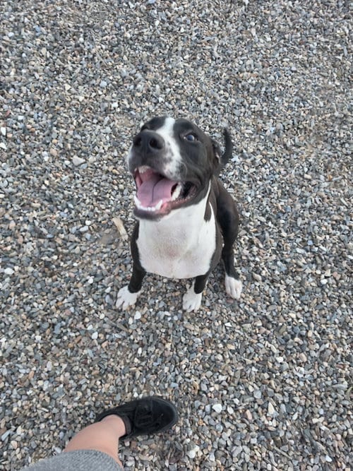Photo of Onyx #3, adoptable American Pit Bull Terrier in Chandler, Arizona
