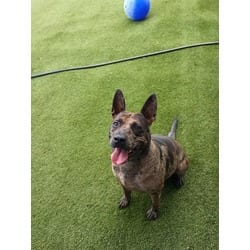 Photo of Troy, adoptable Terrier (Unknown Type, Medium) in Doral, Florida