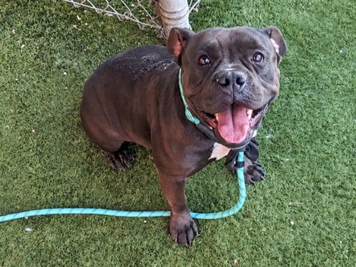 Photo of Winifred, adoptable American Bulldog in Phoenix, Arizona
