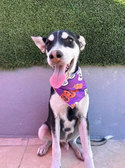 Photo of Larry A, adoptable Australian Kelpie in Inglewood, California