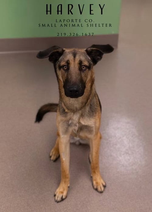 Photo of Harvey, adoptable German Shepherd Dog in La Porte, Indiana