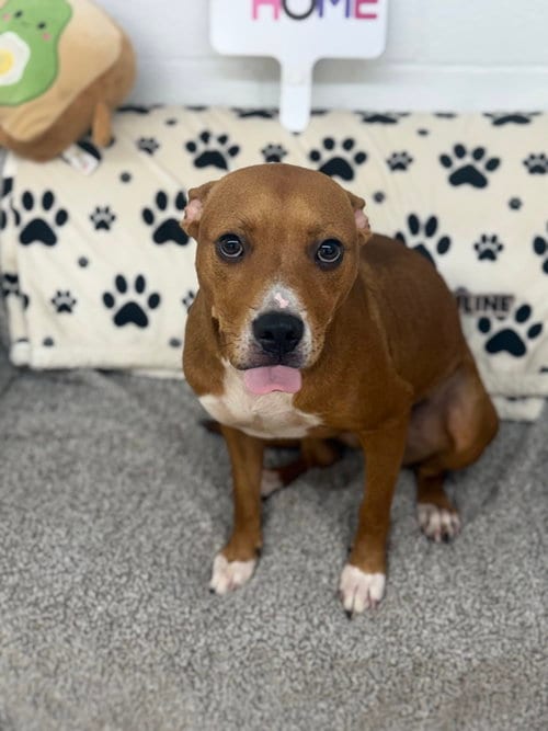 Photo of Julie, adoptable American Pit Bull Terrier in York, South Carolina