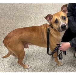 Photo of Cannoli, adoptable Mixed Breed (Medium) in Kansas City, Missouri