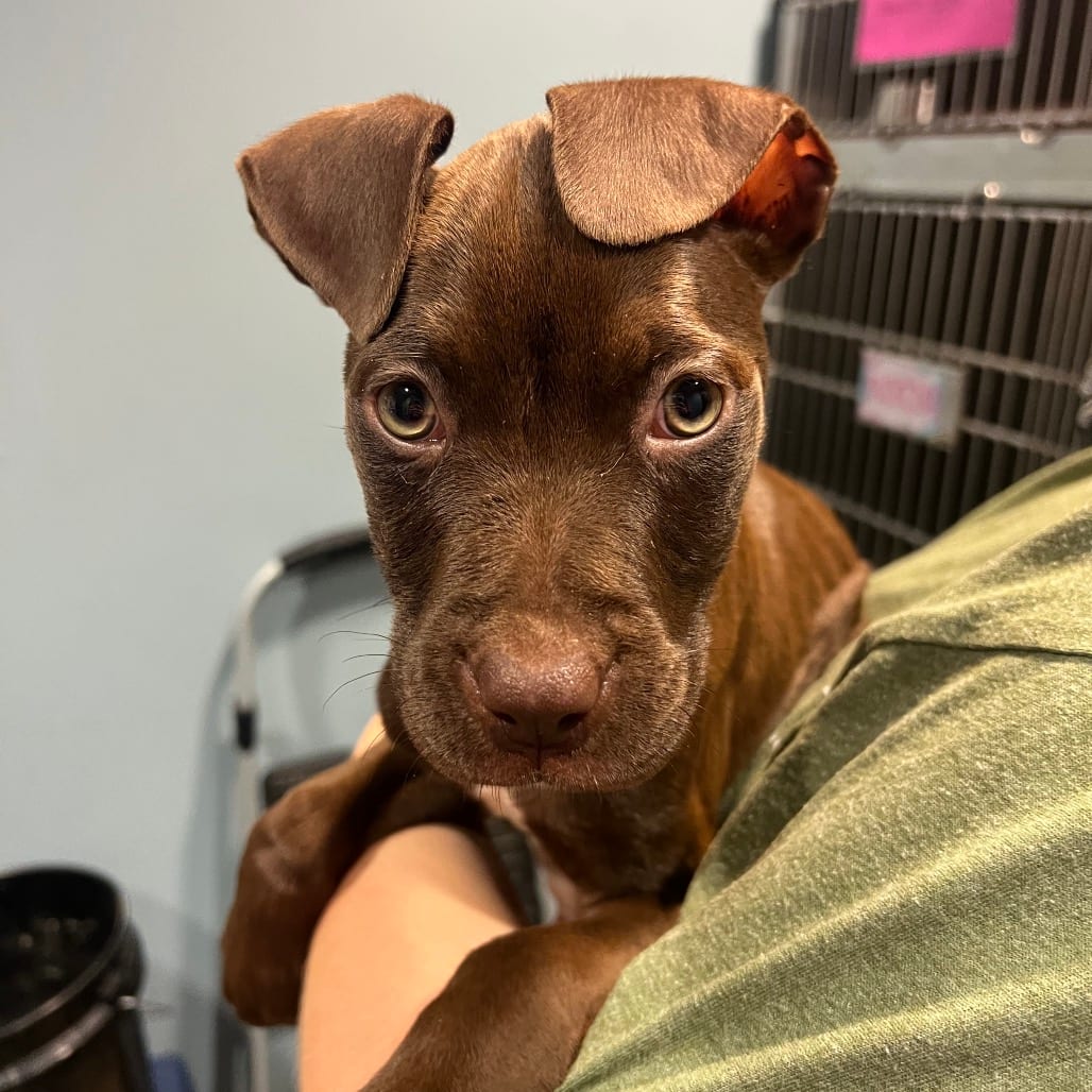 Photo of Octavia, adoptable Mixed Breed (Small) in Chattanooga, Tennessee
