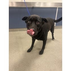 Photo of Luna, adoptable Husky in Doral, Florida