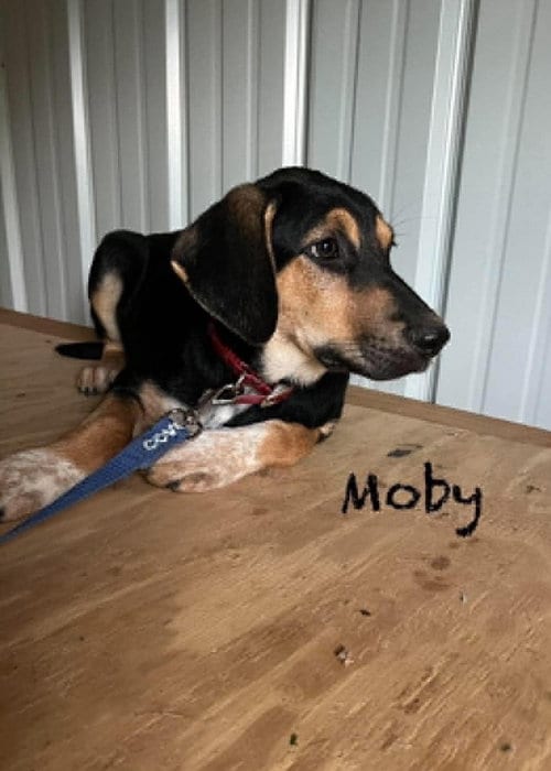 Photo of Moby Ralph, adoptable German Shepherd Dog in Aurora, Indiana