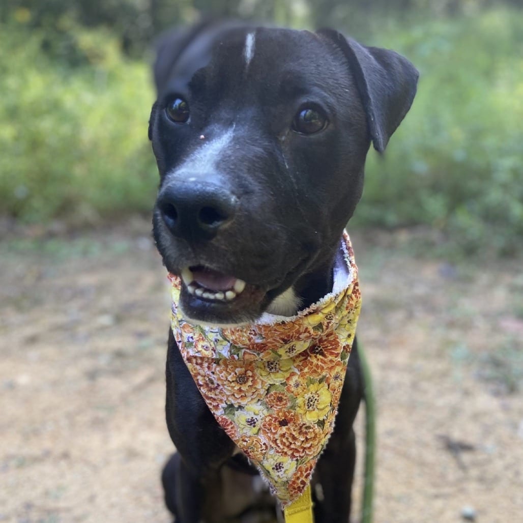 Photo of Zell, adoptable Terrier, Pit Bull in Greensboro, North Carolina