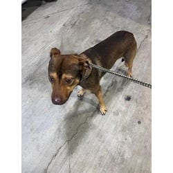 Photo of Tango, adoptable Terrier (Unknown Type, Medium) in Doral, Florida