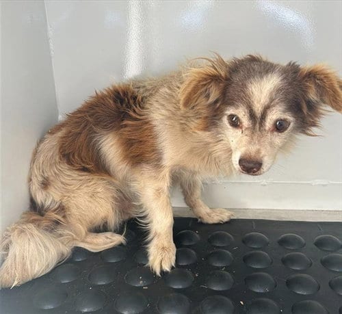 Photo of Gandalf, adoptable Terrier in Sacramento, California