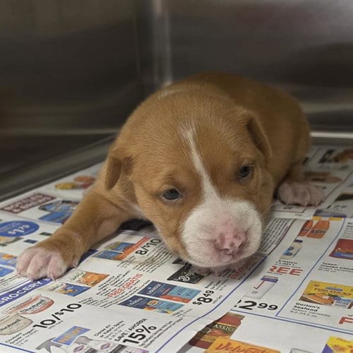 Photo of Carmella, adoptable Staffordshire Bull Terrier in Houston, Texas