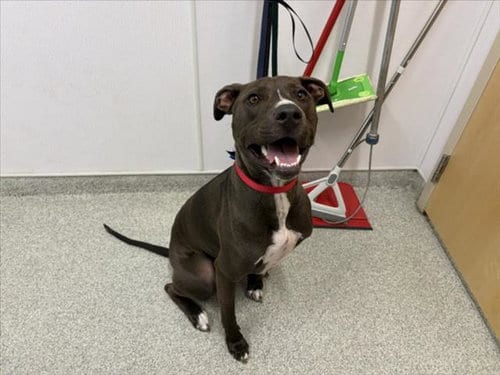 Photo of Murdock, adoptable Pit Bull Terrier in Fort Collins, Colorado