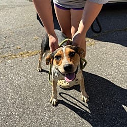 Photo of Marge, adoptable Australian Cattle Dog in Burnsville, North Carolina