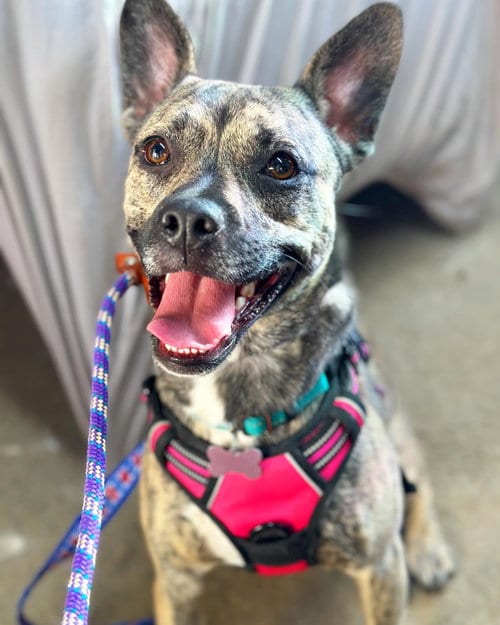Photo of Aubrey, adoptable Plott Hound in Coldwater, Michigan
