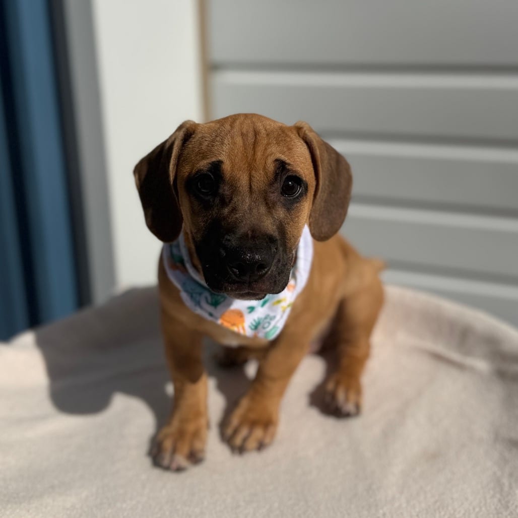 Photo of Odie, adoptable Terrier / Mix in Newberg, Oregon