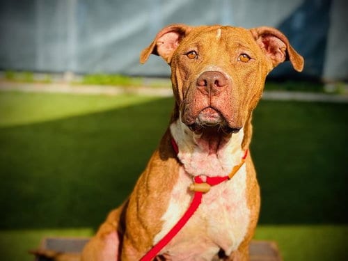 Photo of Rocco FH, adoptable Labrador Retriever in Sanford, Florida