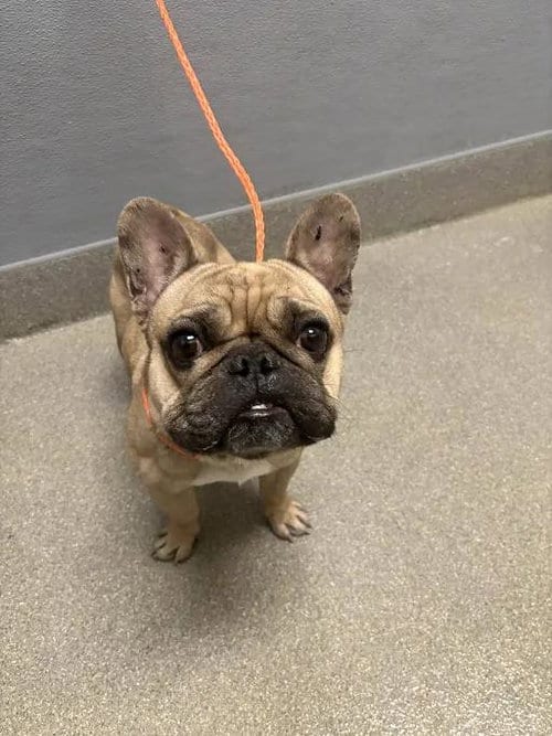 Photo of Biscuit, adoptable French Bulldog in Las Vegas, Nevada
