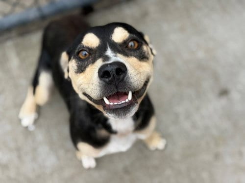 Photo of Lydia, adoptable German Shepherd Dog in Tulsa, Oklahoma