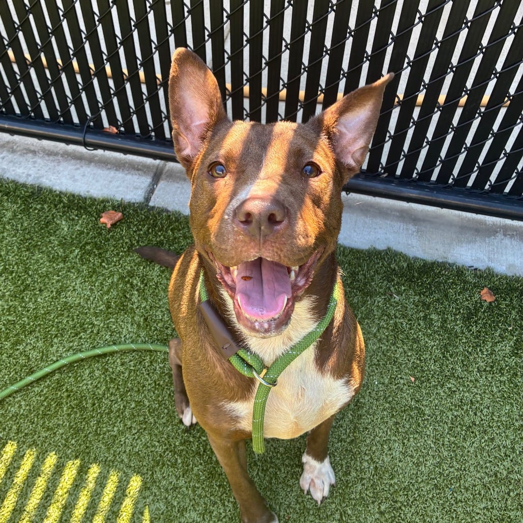 Photo of Effie (Stella), adoptable Terrier, Pit Bull in Greensboro, North Carolina