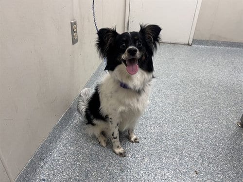 Photo of Snickers, adoptable Shetland Sheepdog Sheltie in Garland, Texas
