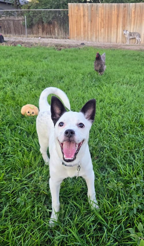 Photo of Pipperoni, adoptable Australian Cattle Dog/Blue Heeler in Sandy, Utah