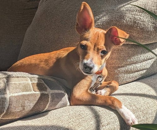 Photo of Taquito, adoptable Chihuahua in Raleigh, North Carolina