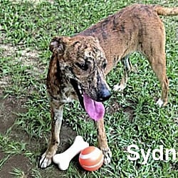 Photo of Sydney, adoptable Catahoula Leopard Dog in East Hartford, Connecticut