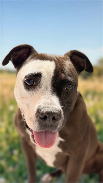 Photo of Pookie, adoptable Pit Bull Terrier in Bakersfield, California
