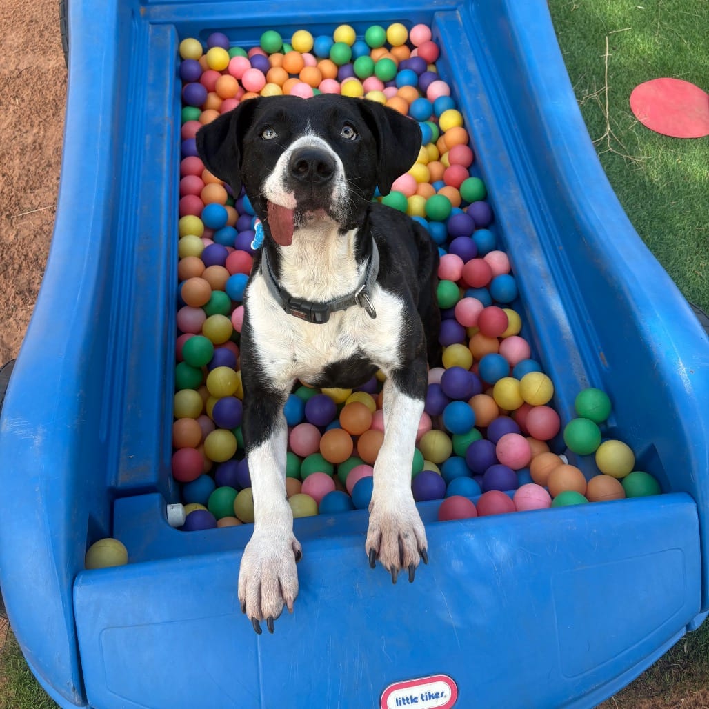 Photo of Eloise, adoptable Terrier, American Pit Bull / Mix in Kanab, Utah