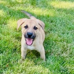 Photo of Franklin, adoptable Golden Retriever Labrador Retriever in Denver, Colorado