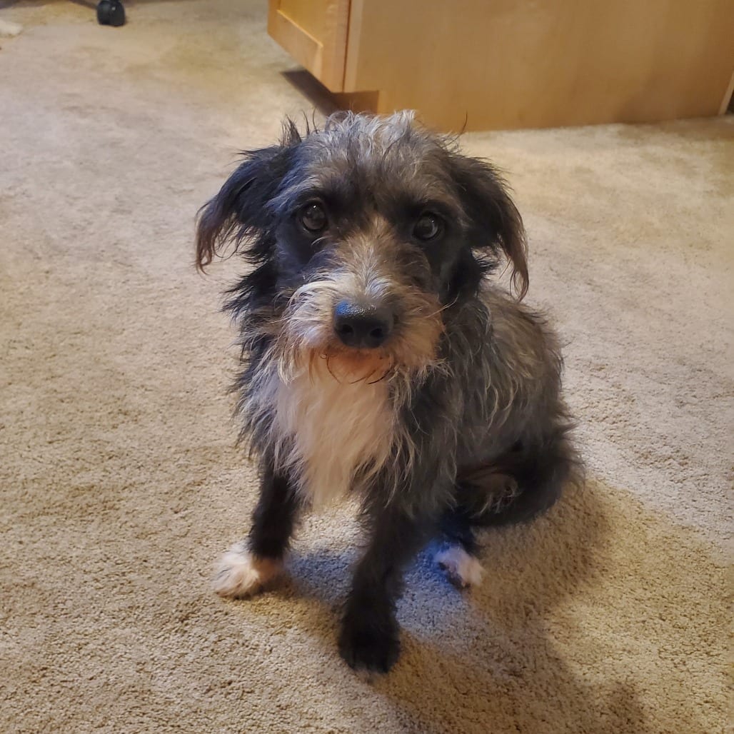 Photo of Jillie, adoptable Terrier in Santa Fe, Texas