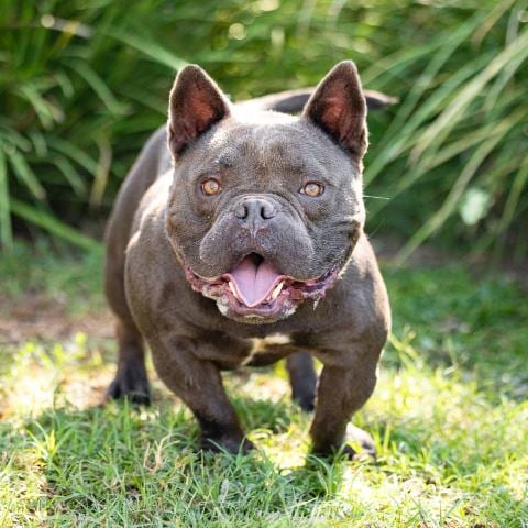 Photo of Frank, adoptable French Bulldog in Camarillo, California